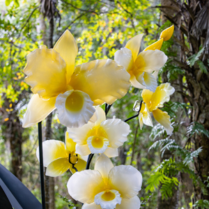 Yellow and White Cattleya Set Image