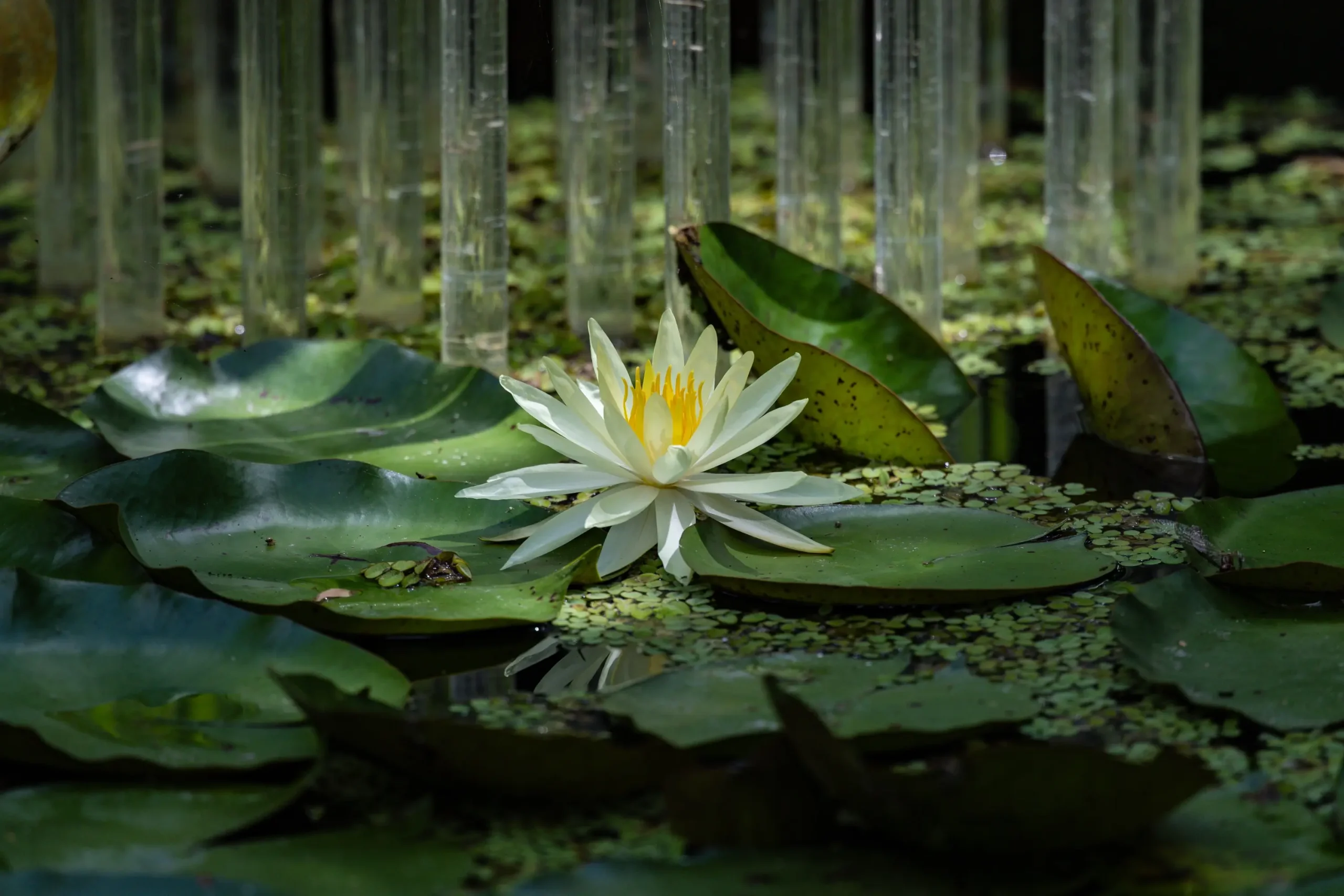 20th Waterlily-261