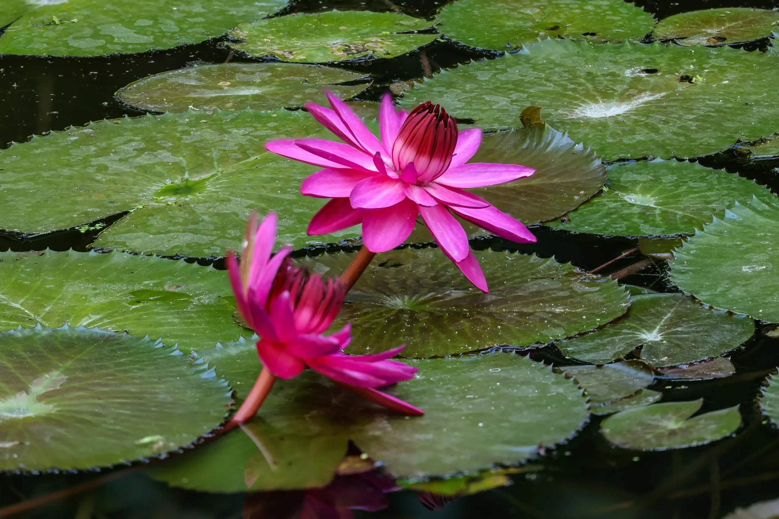 20th Waterlily-Emily Grant Hutchins-Night Bloomer-47