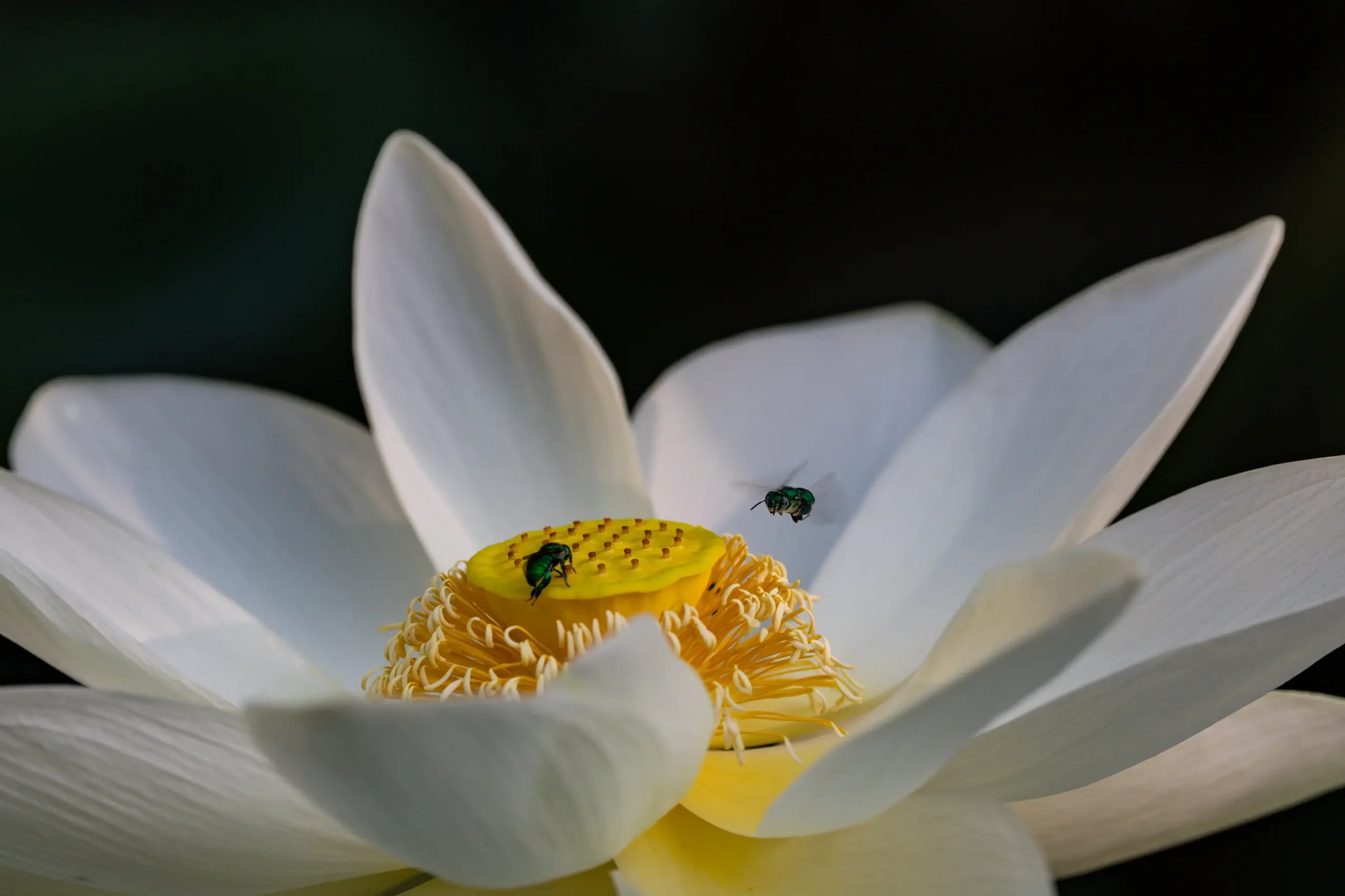 20th Waterlily Lotus - Orchid Bees -26