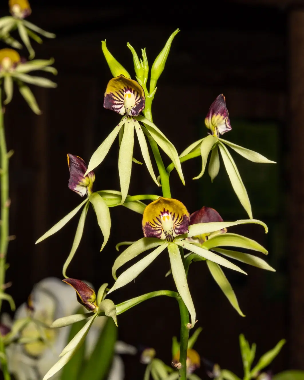 1 Orchids-9 Prostechea Cochleata - Florida native