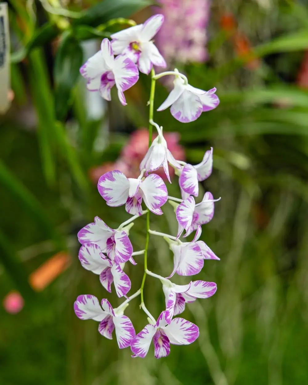 2 Orchids-32 Dendrobium Enobi Purple 'Splash'