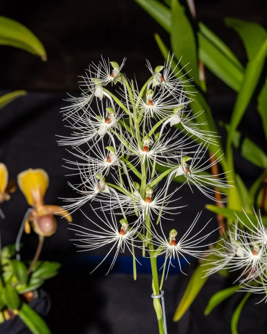 3 Orchids-23 Habenaria medusae