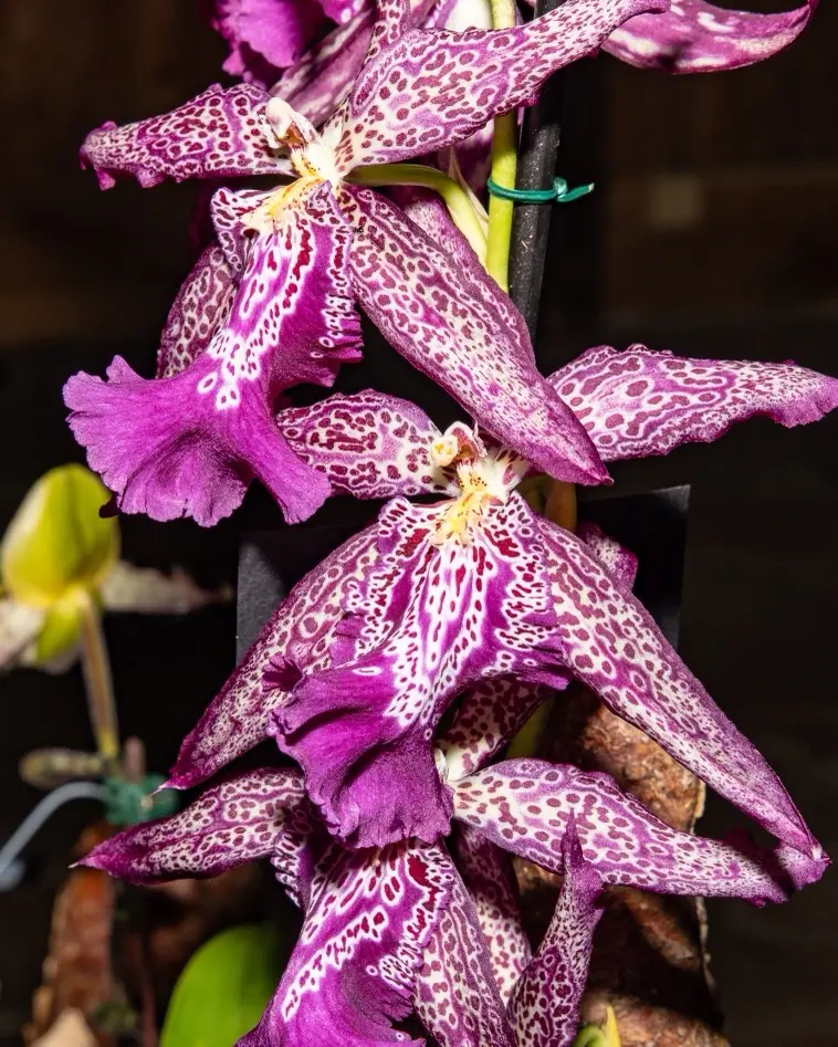 4 Orchids-19 Beallara Marfitch 'Howards Dream'