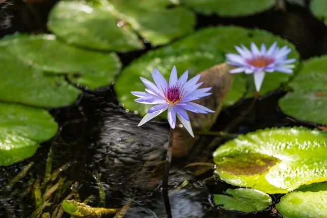 20th Waterlily-Woods Blue Goddess-181