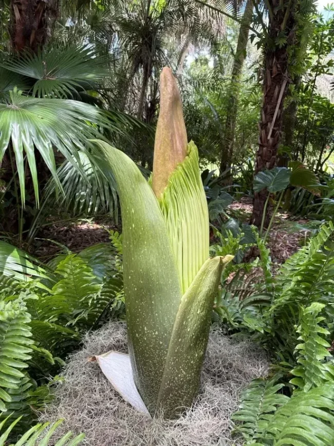 McKee Botanical Garden - Titan Arum 6-9-2026