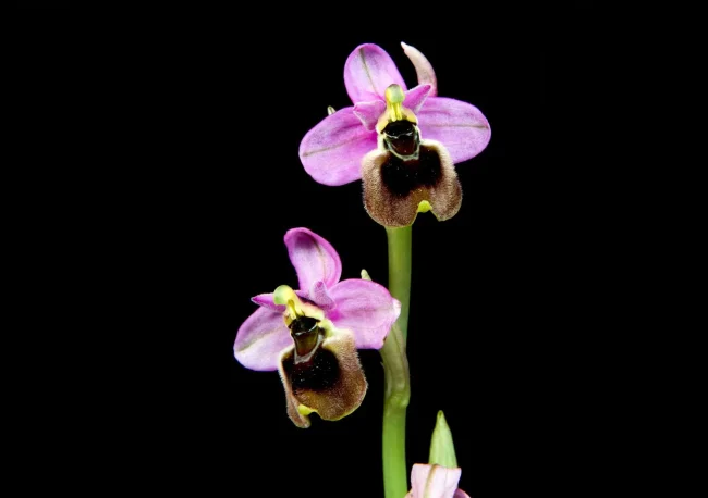 Orchid image - Arnold Gum
