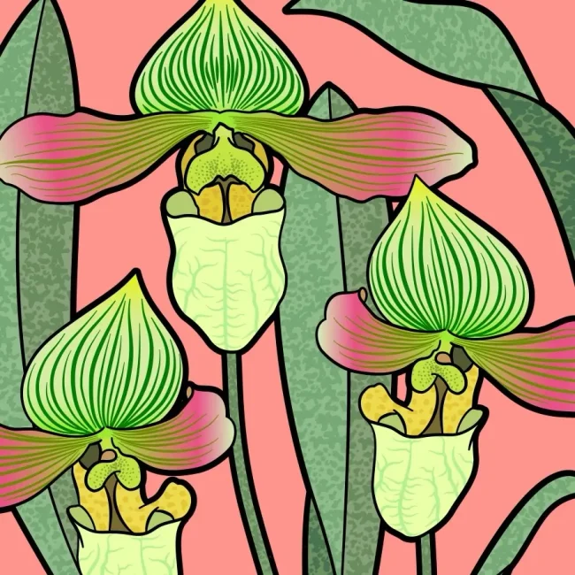 PAPHIOPEDILUM VENUSTUM 2 - Graphic Rewilding